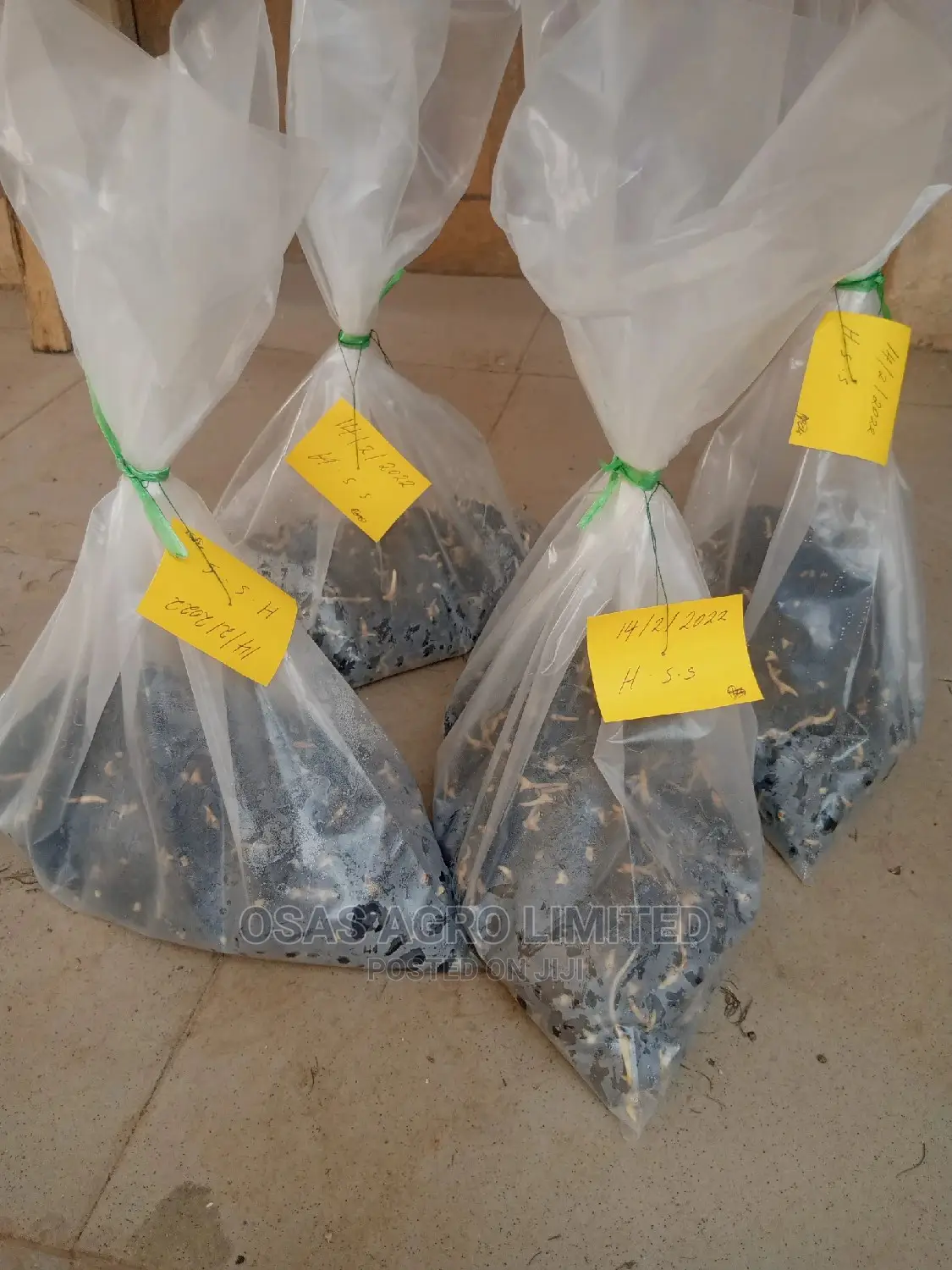 Choice Oil Palm Super Gene Sprouted Nuts/ Hybrid Seedlings