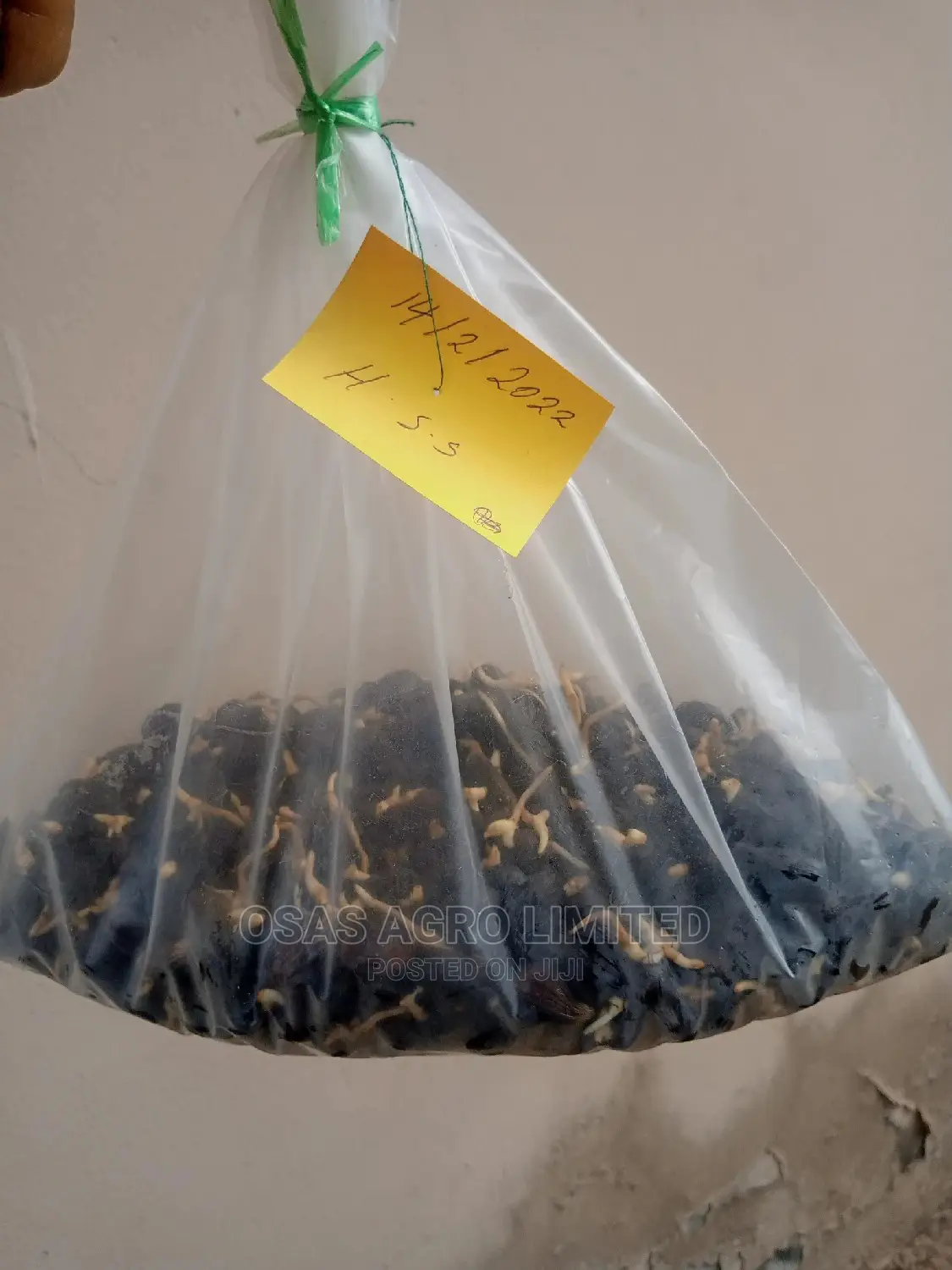 Choice Oil Palm Super Gene Sprouted Nuts/ Hybrid Seedlings