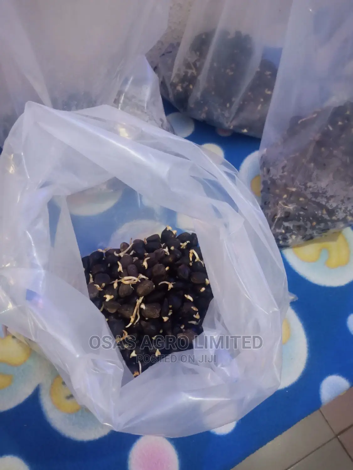 Choice Oil Palm Super Gene Sprouted Nuts/ Hybrid Seedlings