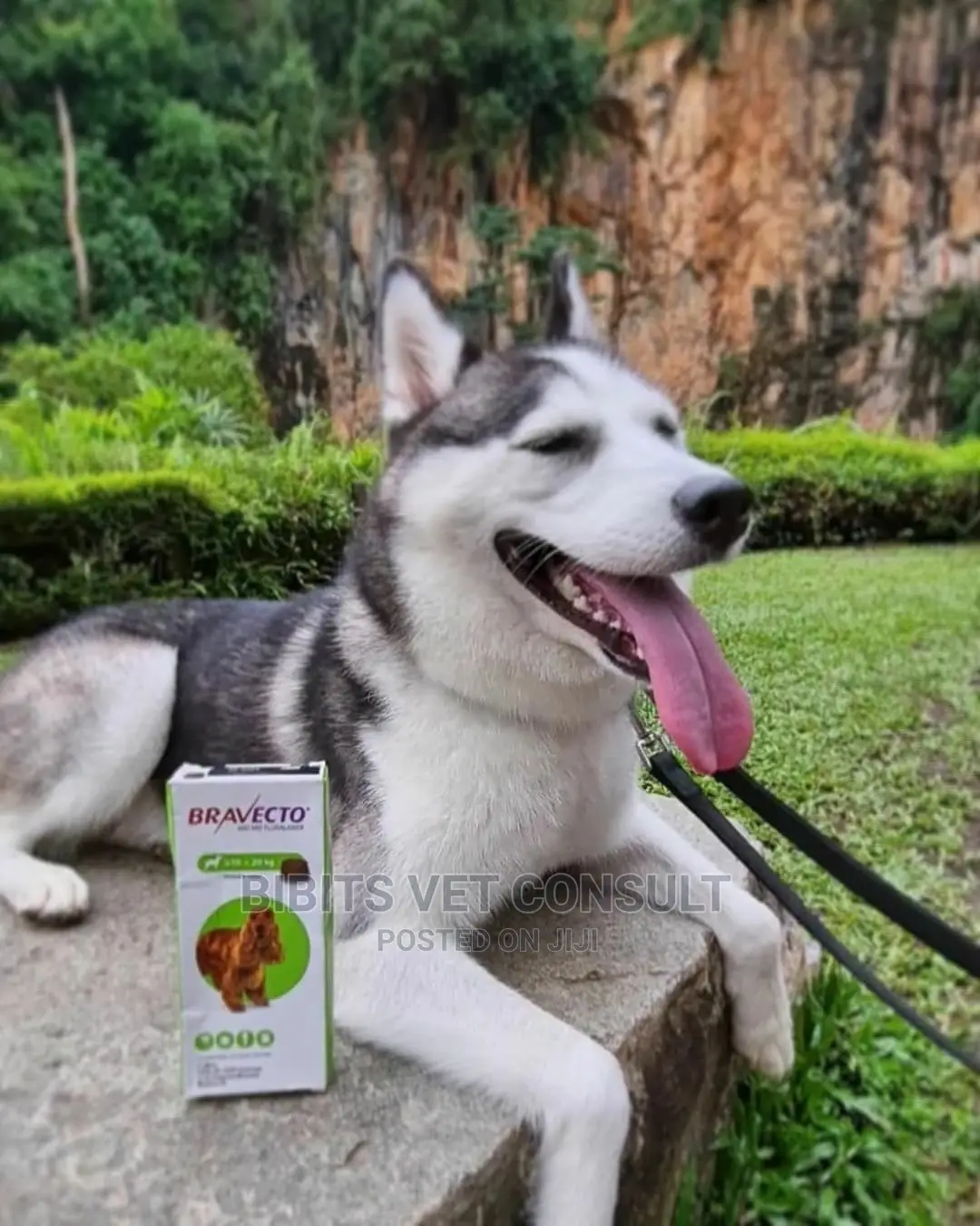 Bravecto Anti-ticks Tablet