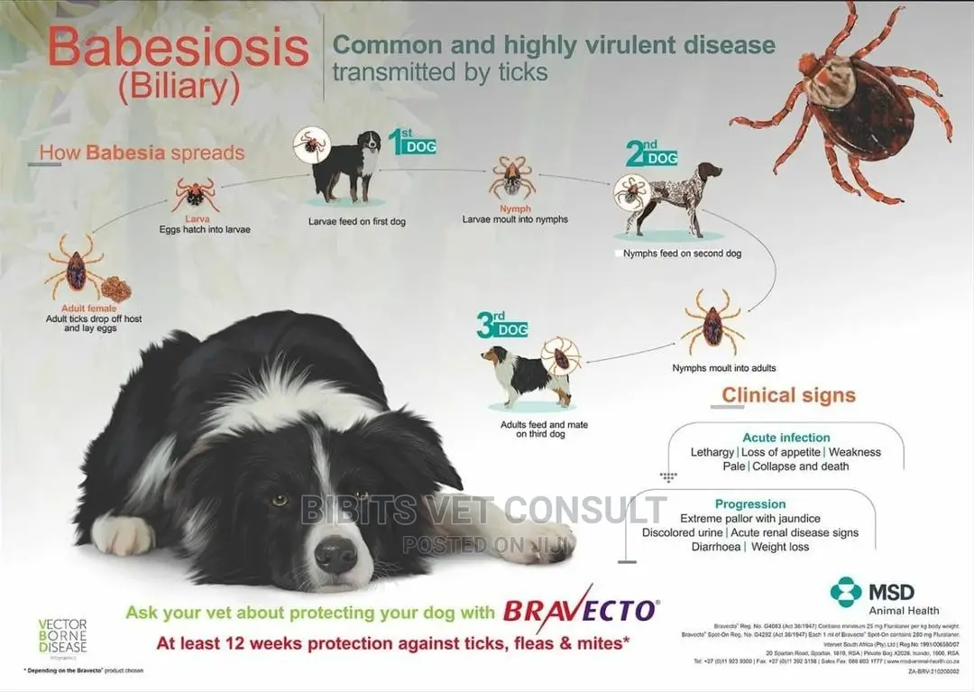 Bravecto Anti-ticks Tablet