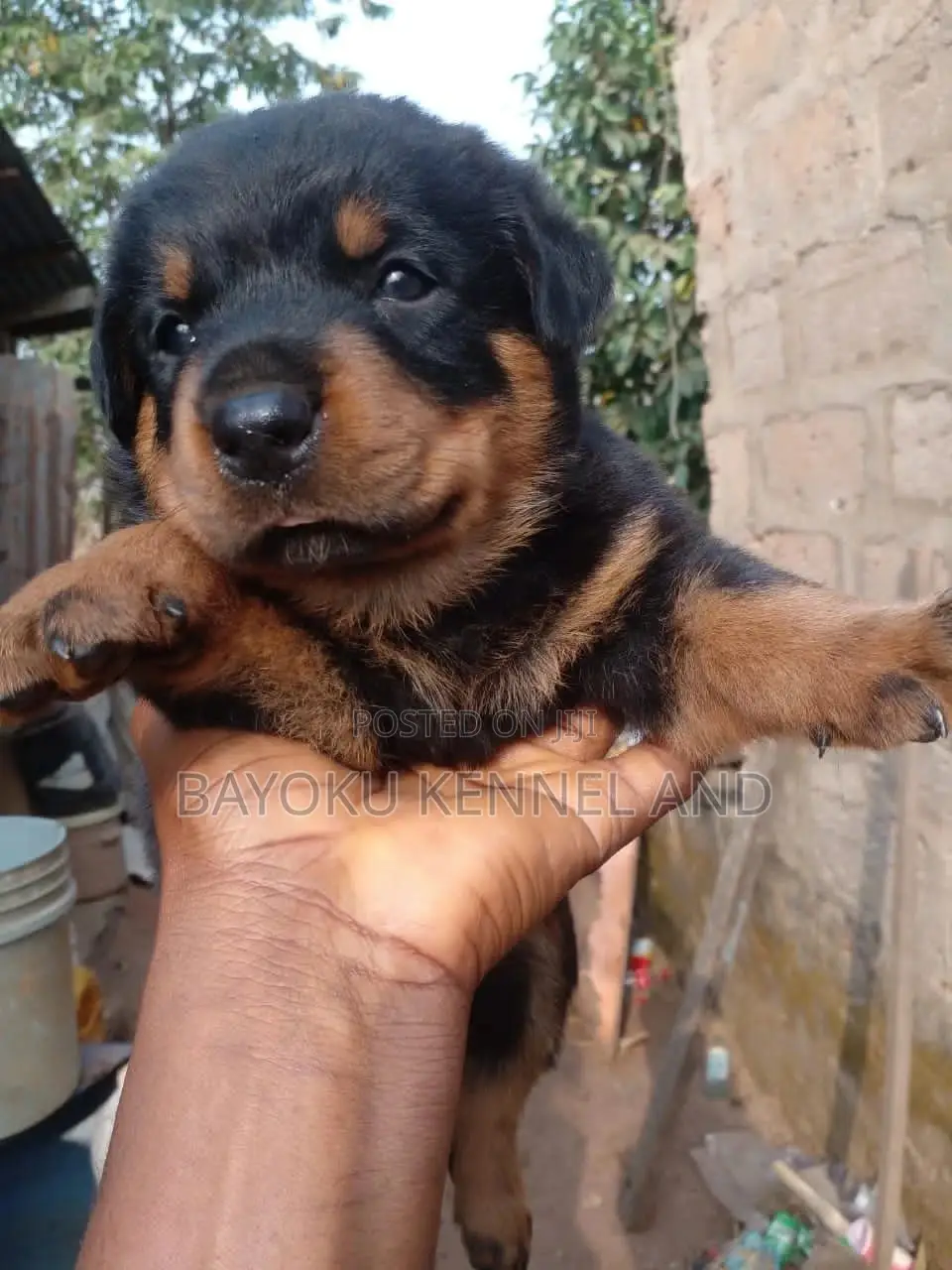 1-3 months Female Purebred Rottweiler