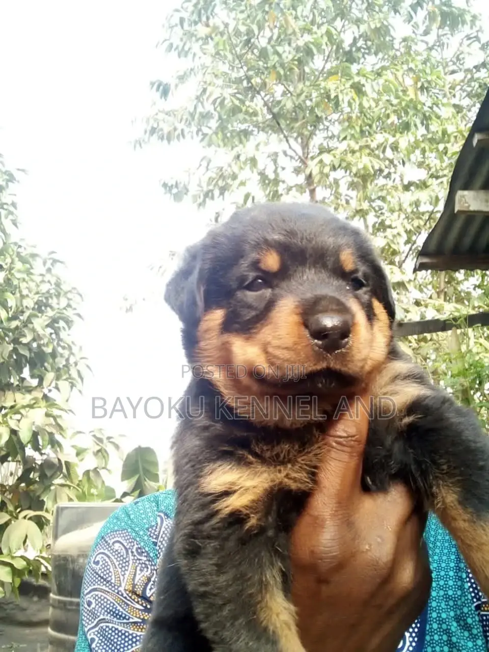 1-3 months Female Purebred Rottweiler