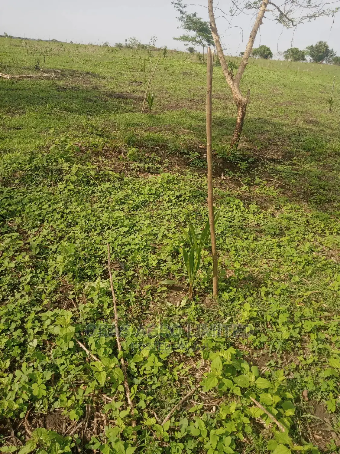Choice Landscaping/Oil Palm Marking Out Before Planting