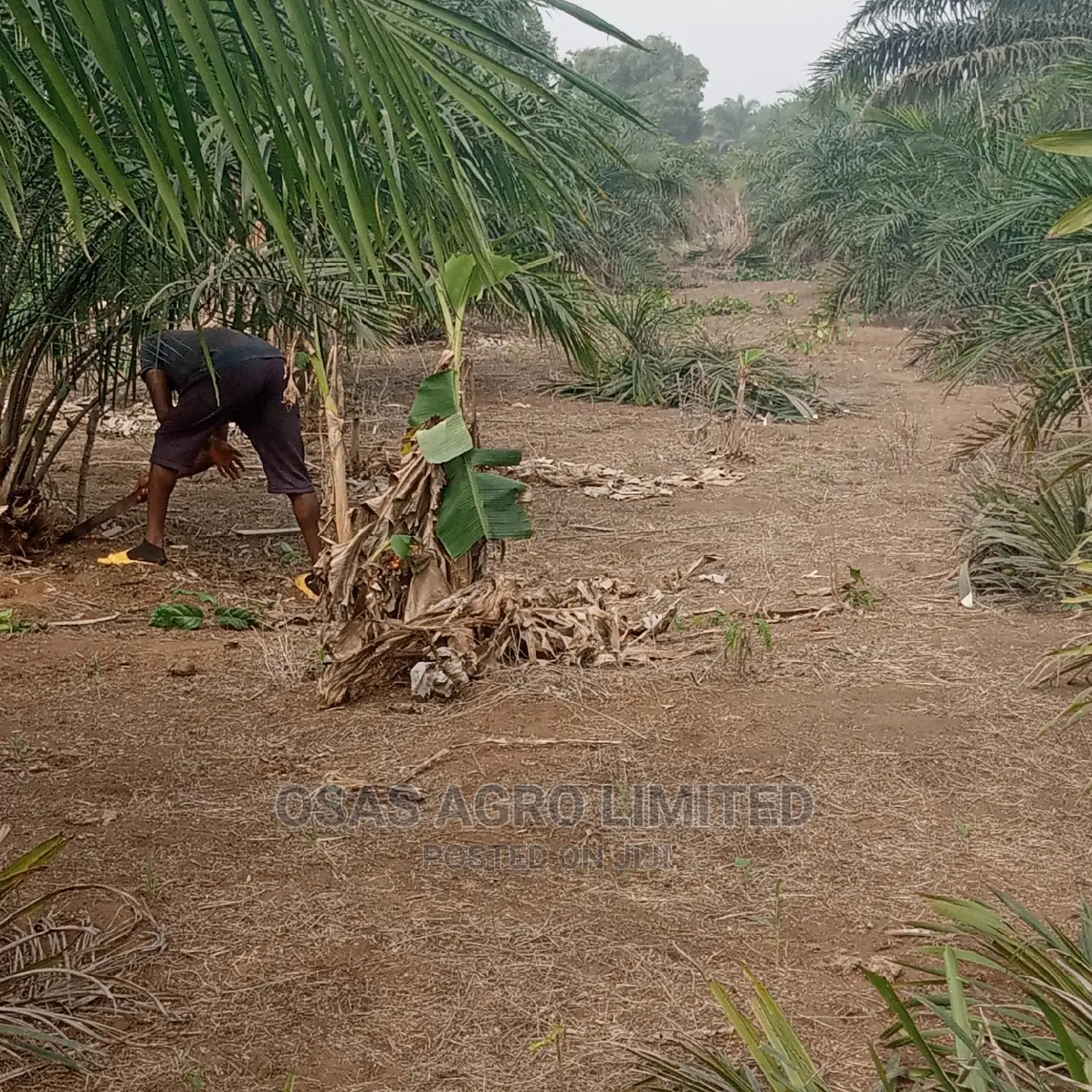Choice Landscaping/Oil Palm Marking Out Before Planting