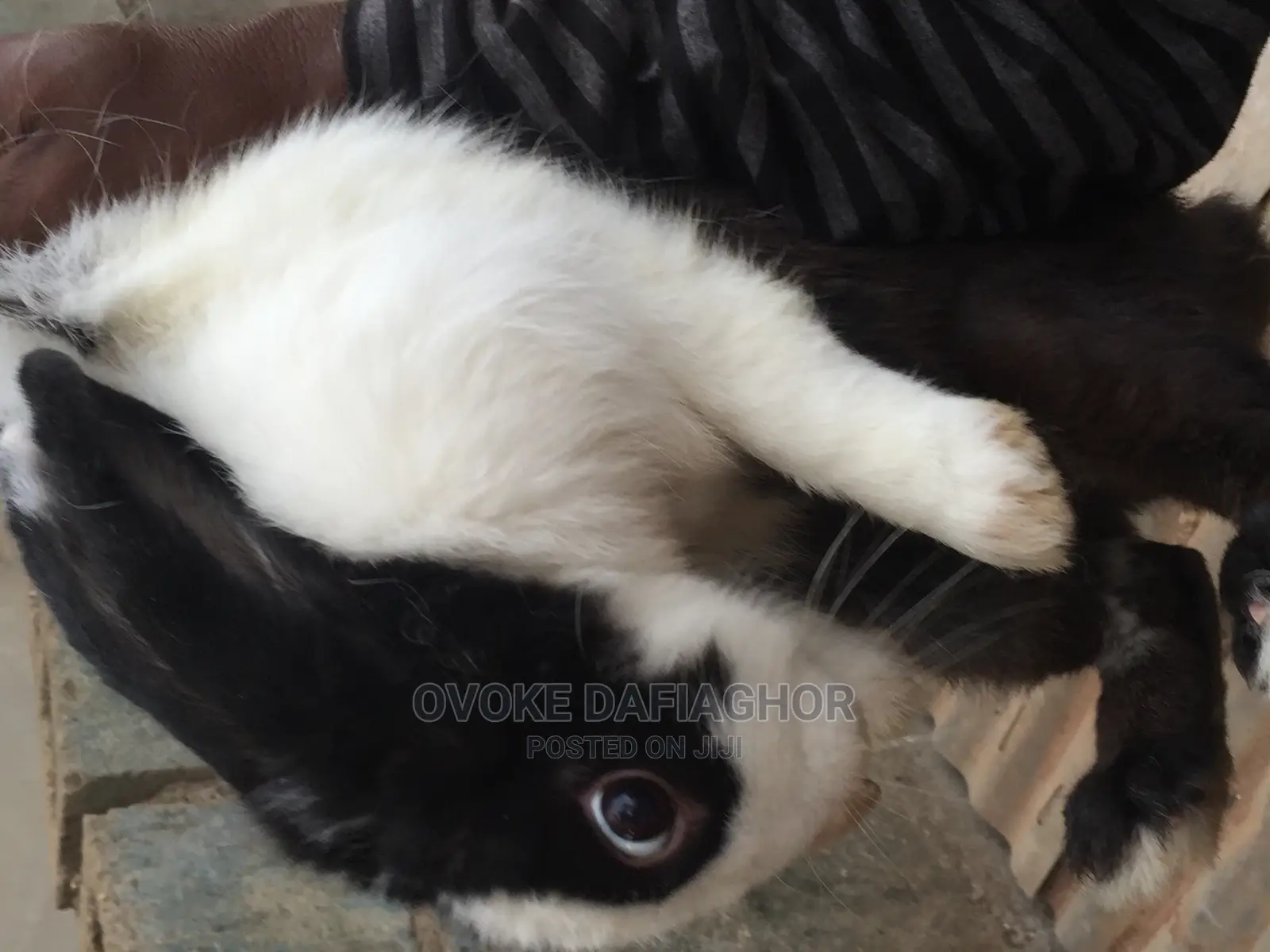 Improved Dutch Rabbits