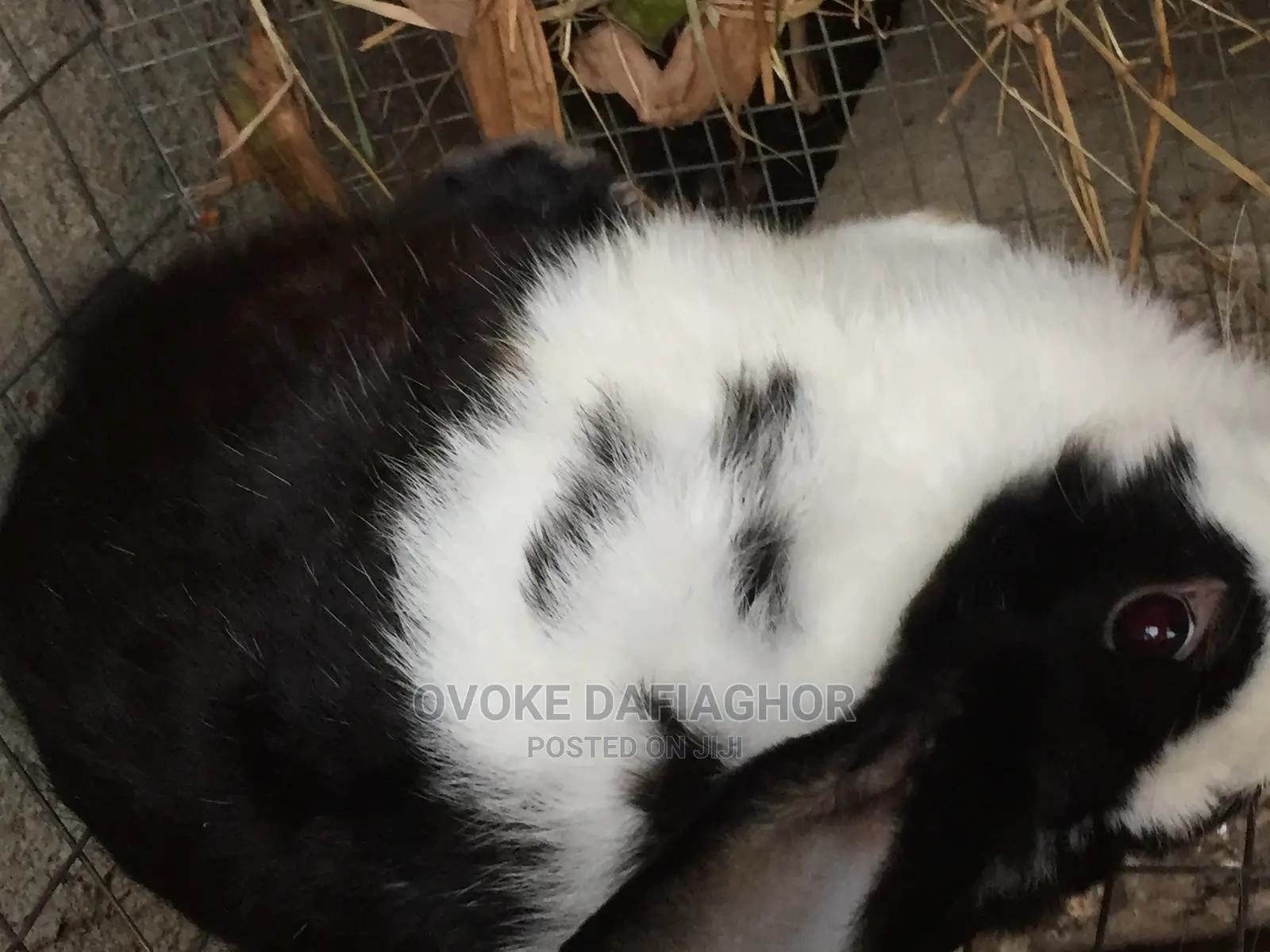 Improved Dutch Rabbits