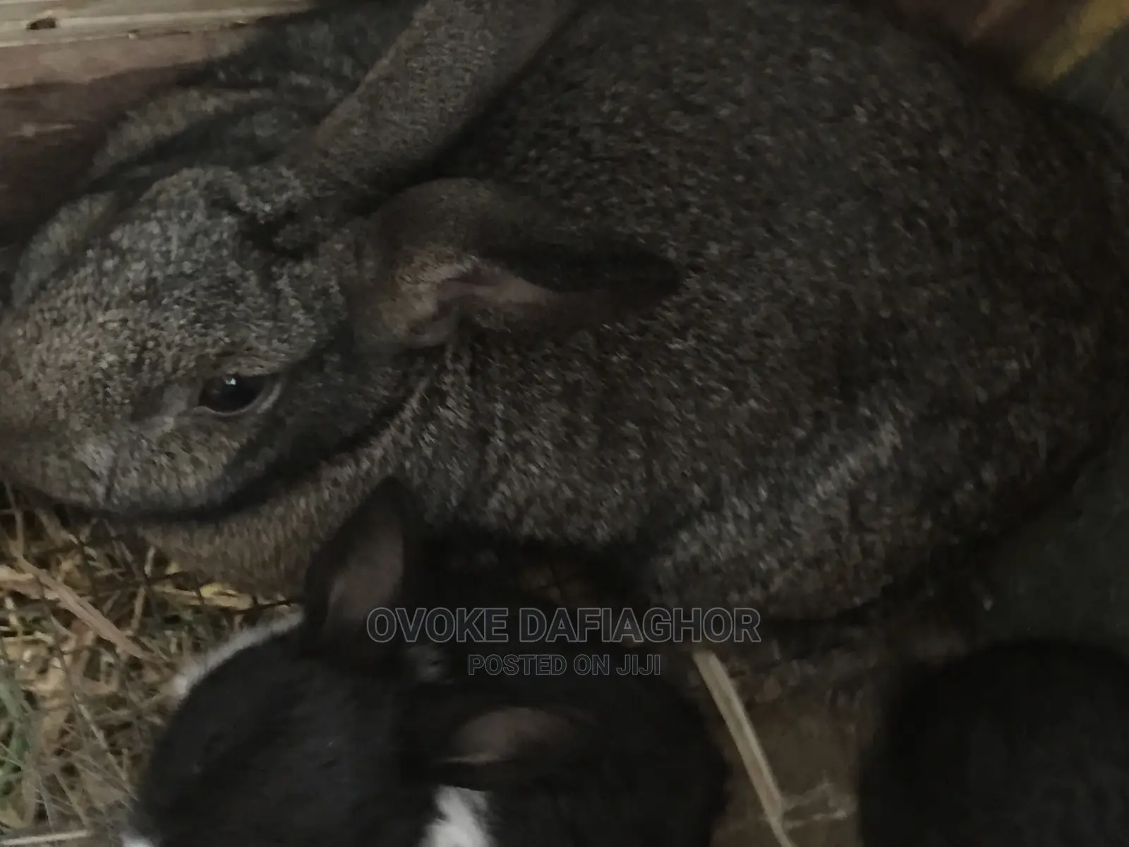 Heavy Pregnant Chinchilla