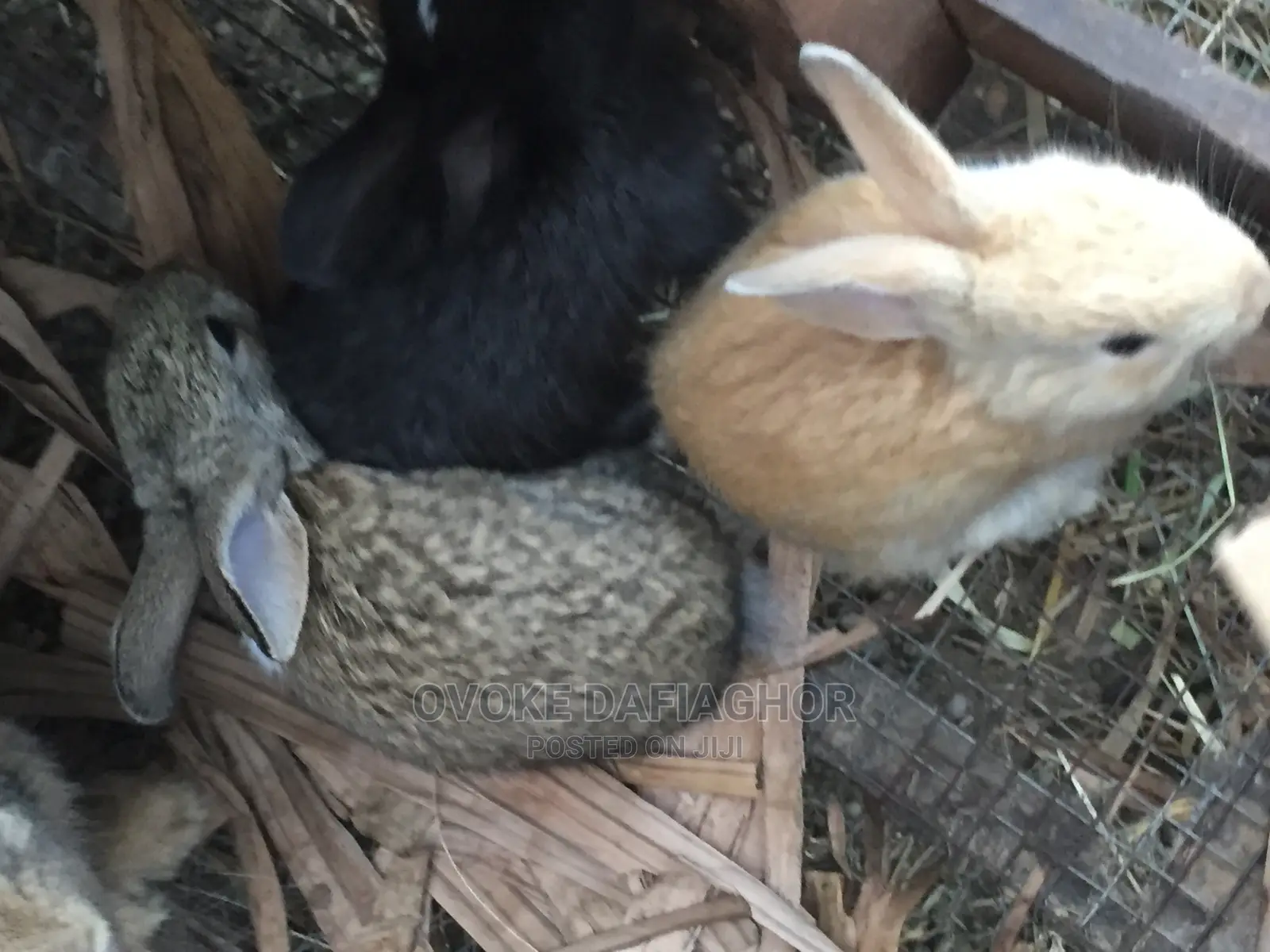 Exotic Gaint Breed of Rabbits