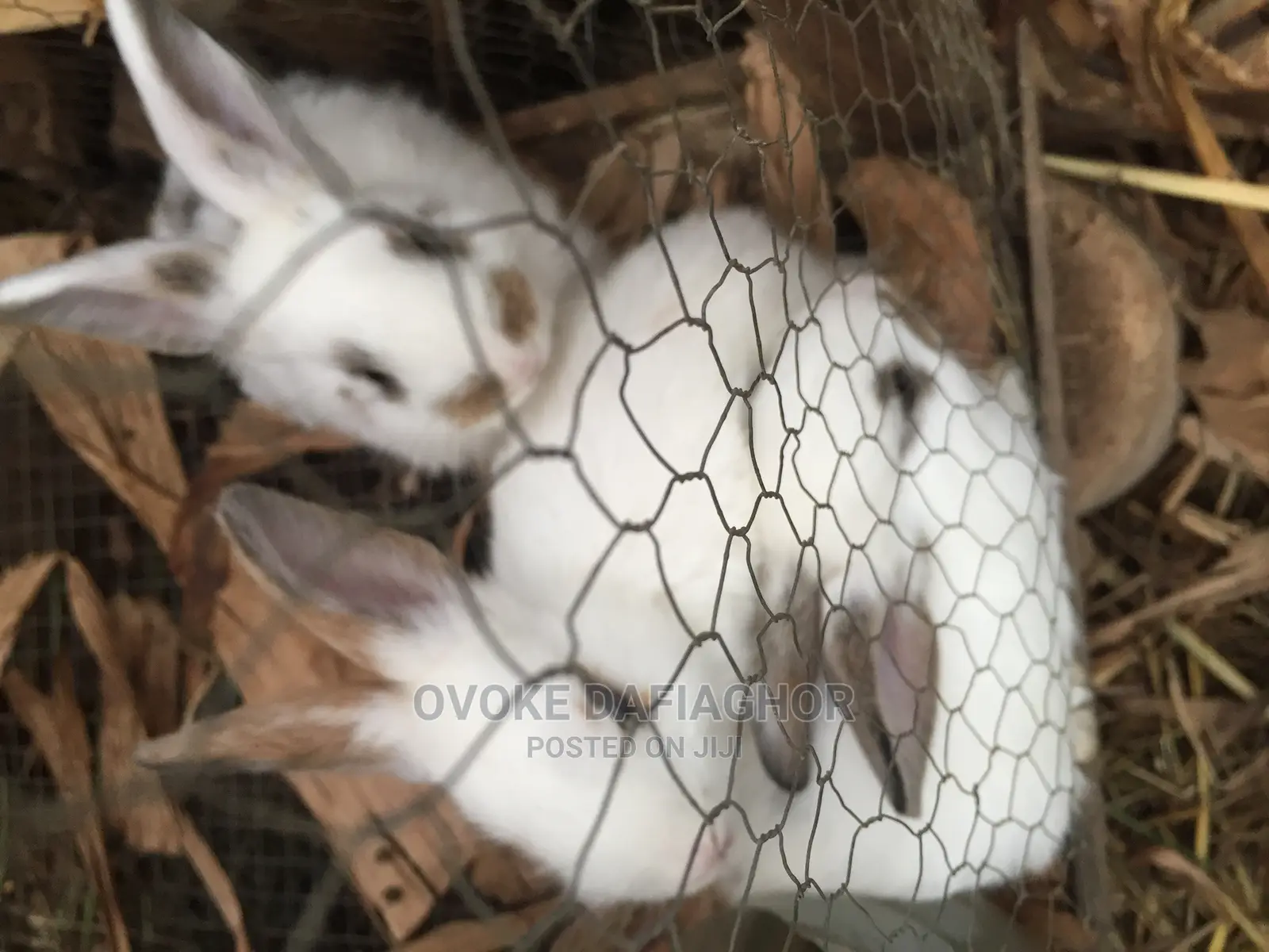 Lovely Exotic Bunnies