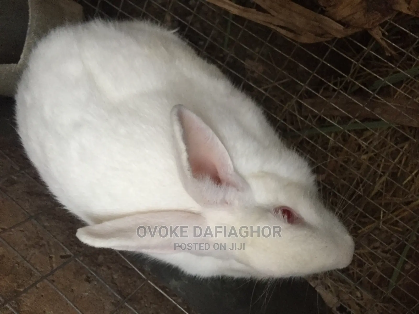 Pregnant Califonia White Rabbit