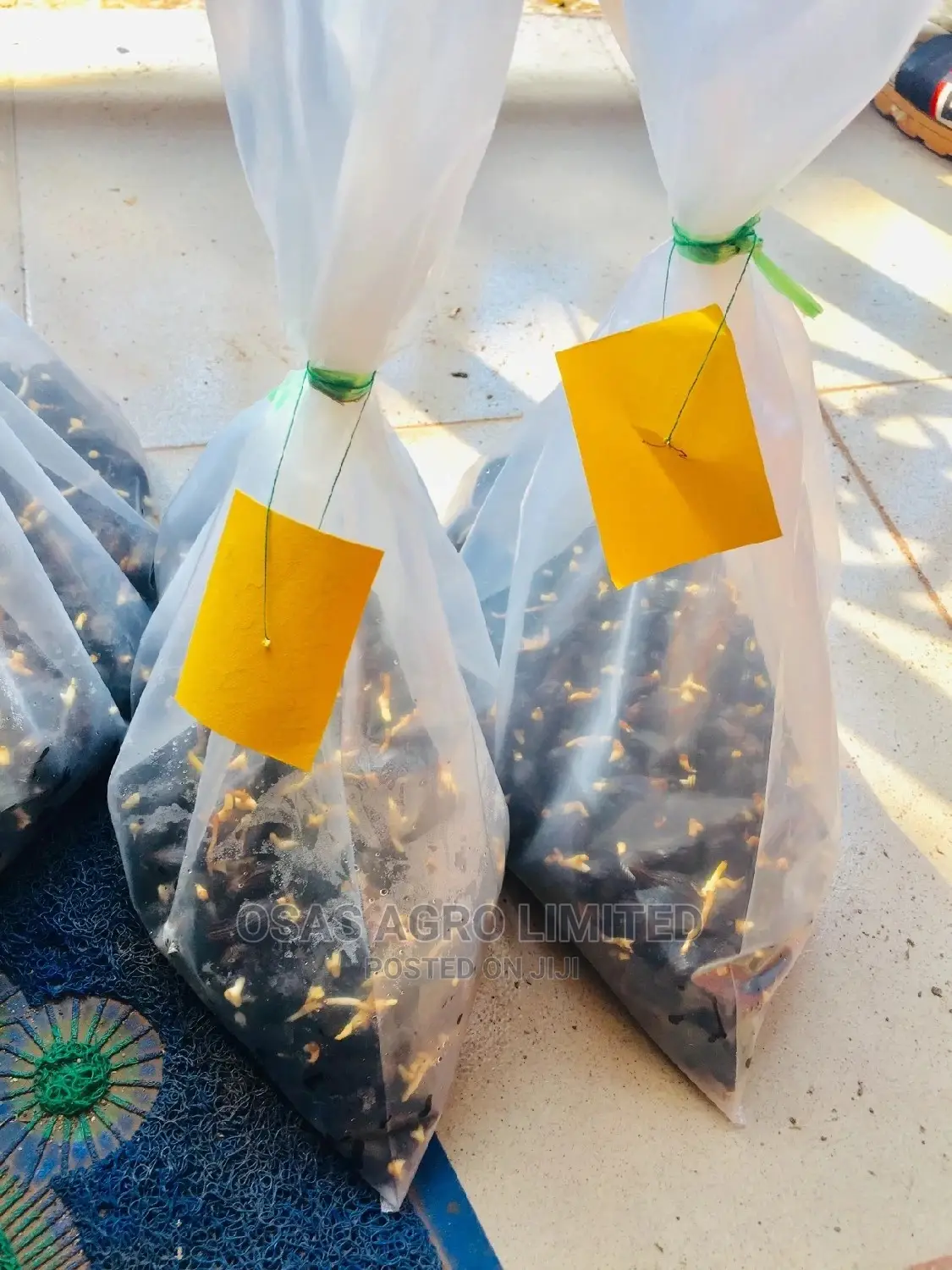 Malaysian Supergene Oil Palm Sprouted Nut