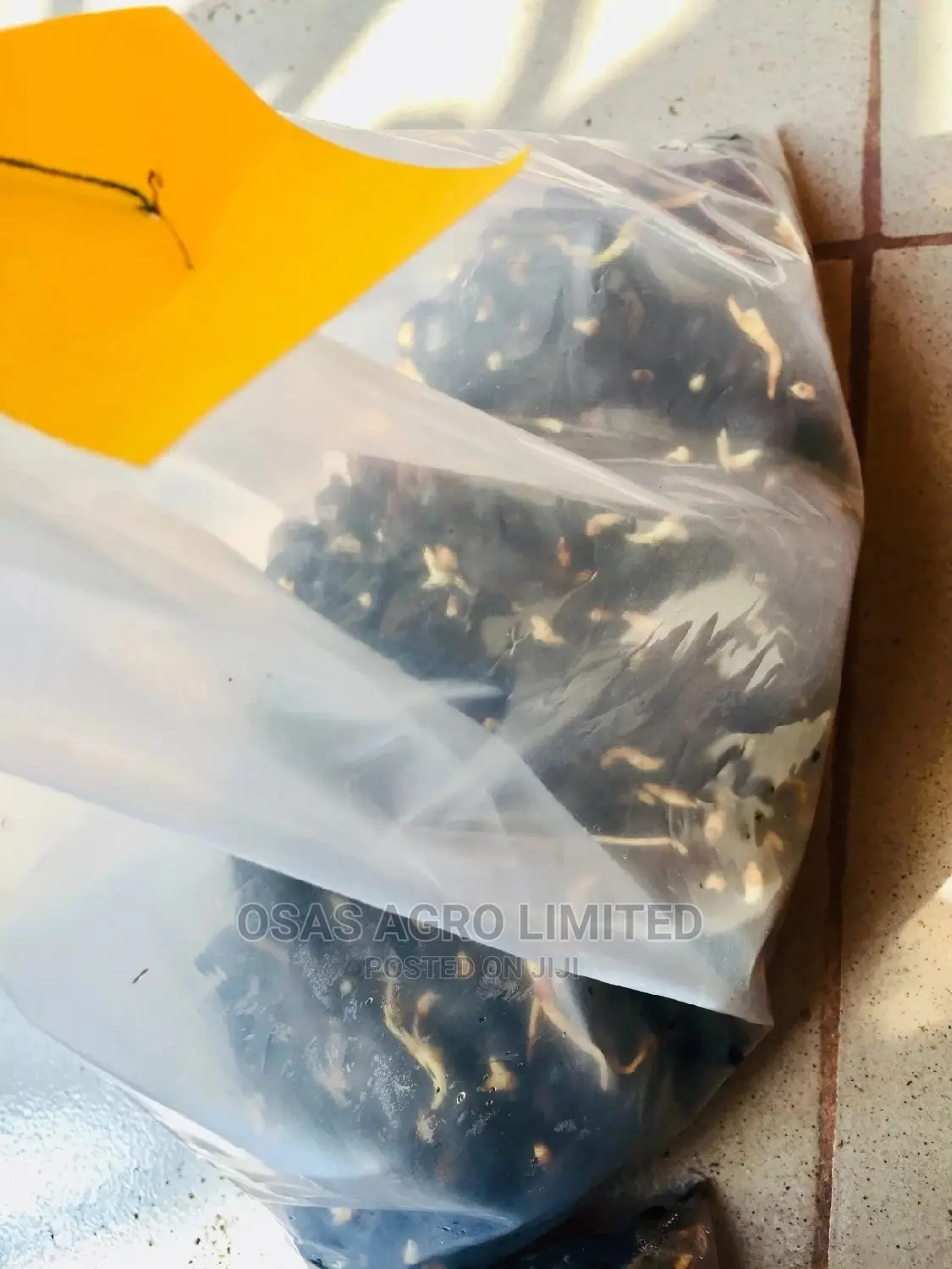 Malaysian Supergene Oil Palm Sprouted Nut