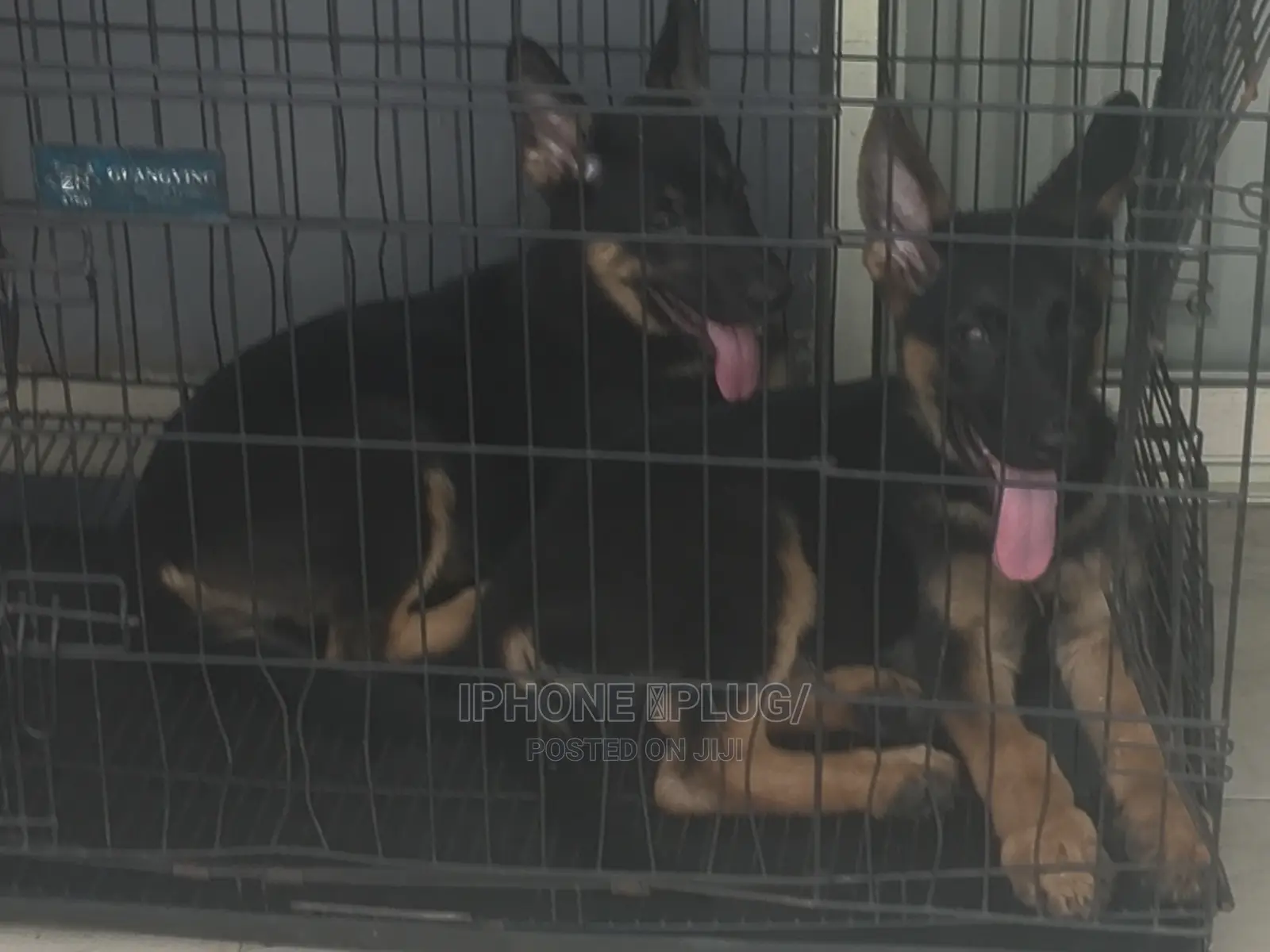 3-6 months Male Purebred German Shepherd