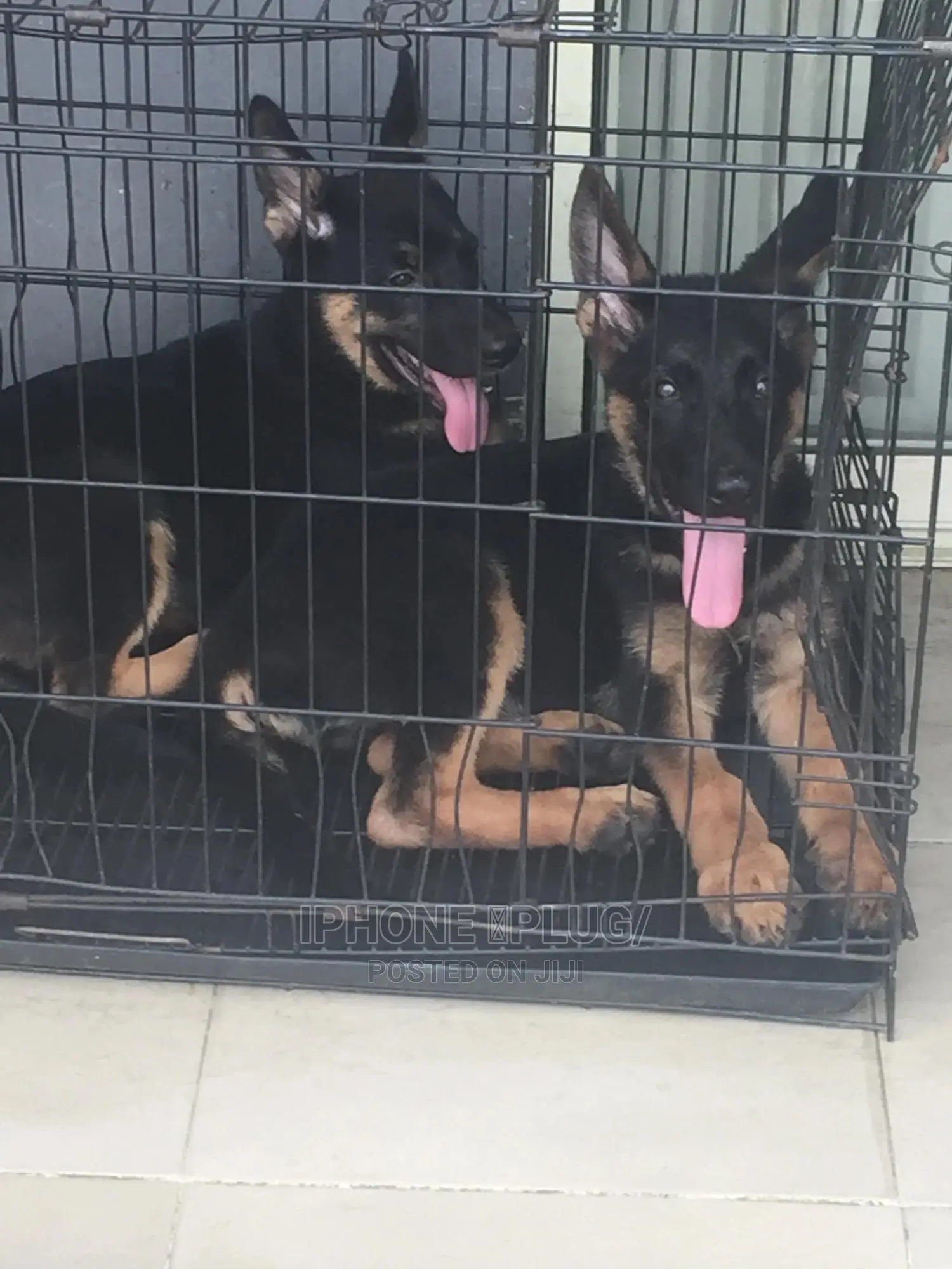 3-6 months Male Purebred German Shepherd