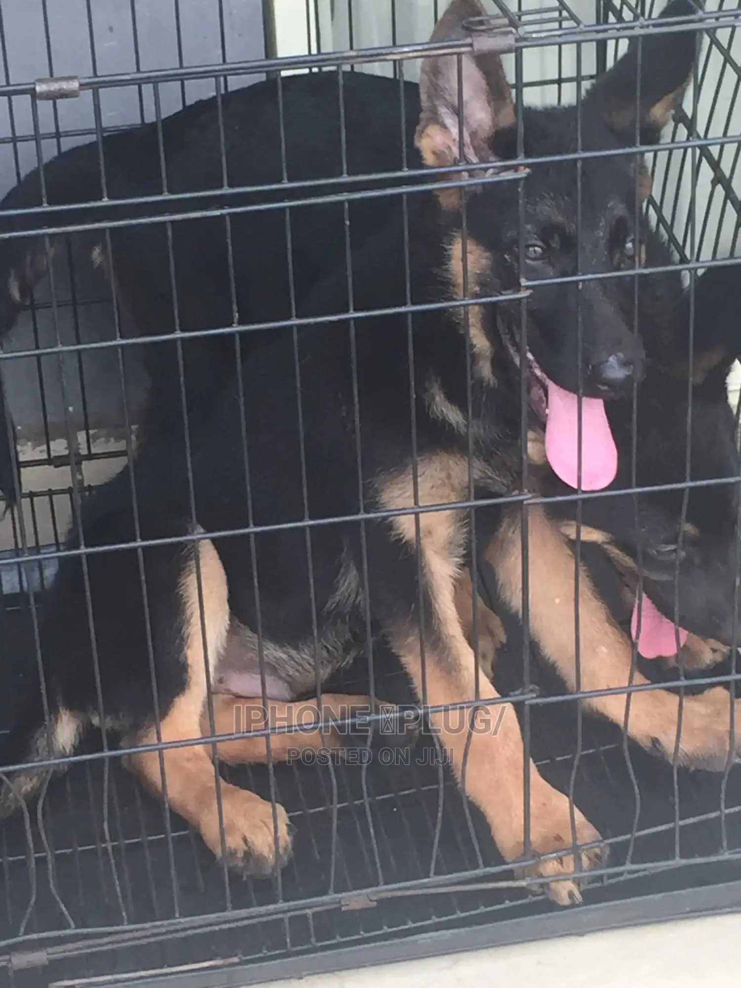 3-6 months Male Purebred German Shepherd