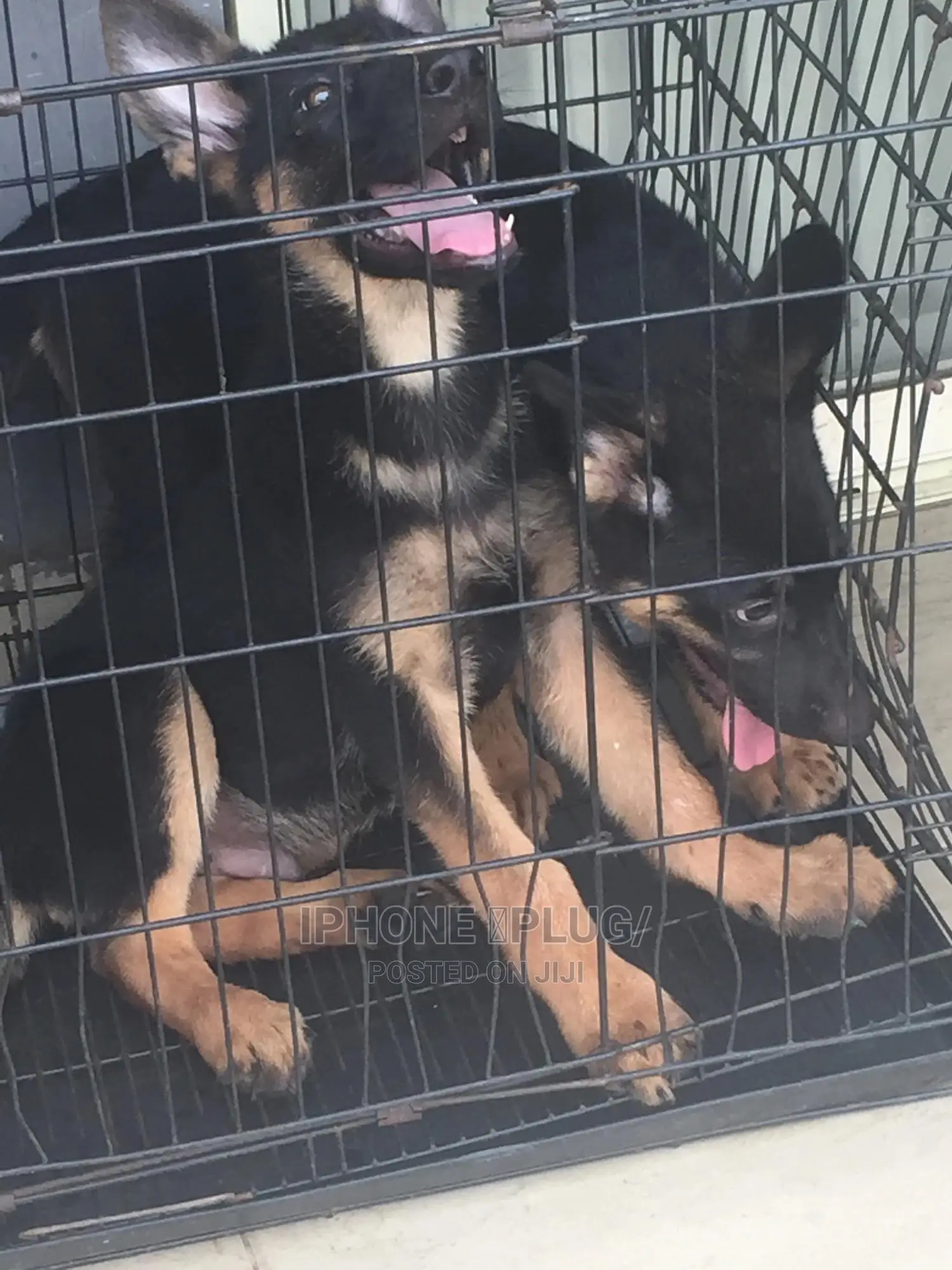 3-6 months Male Purebred German Shepherd