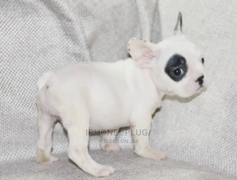 1-3 months Male Purebred French Bulldog