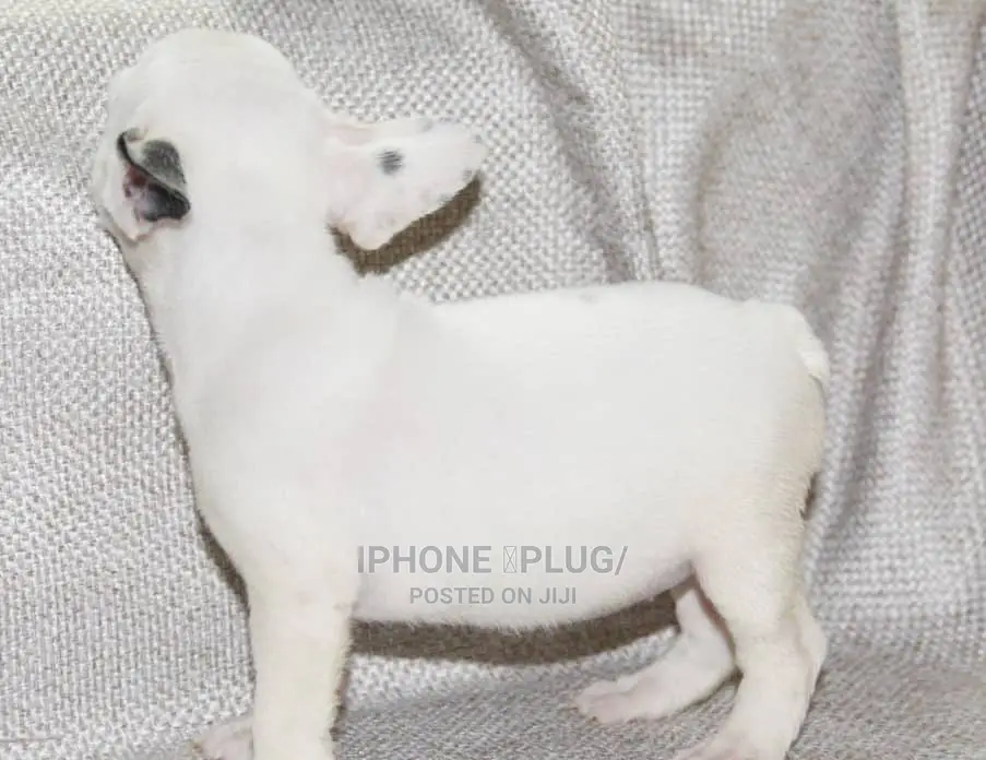 1-3 months Male Purebred French Bulldog