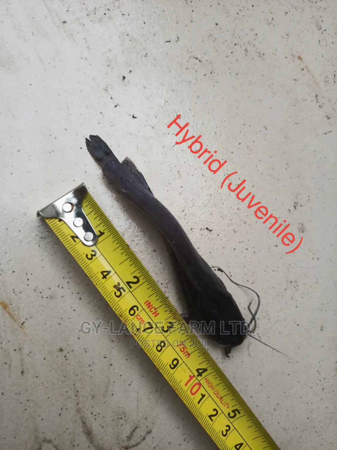 Fast Growing Catfish Jumbo Fingerlings Juveniles Hybrid