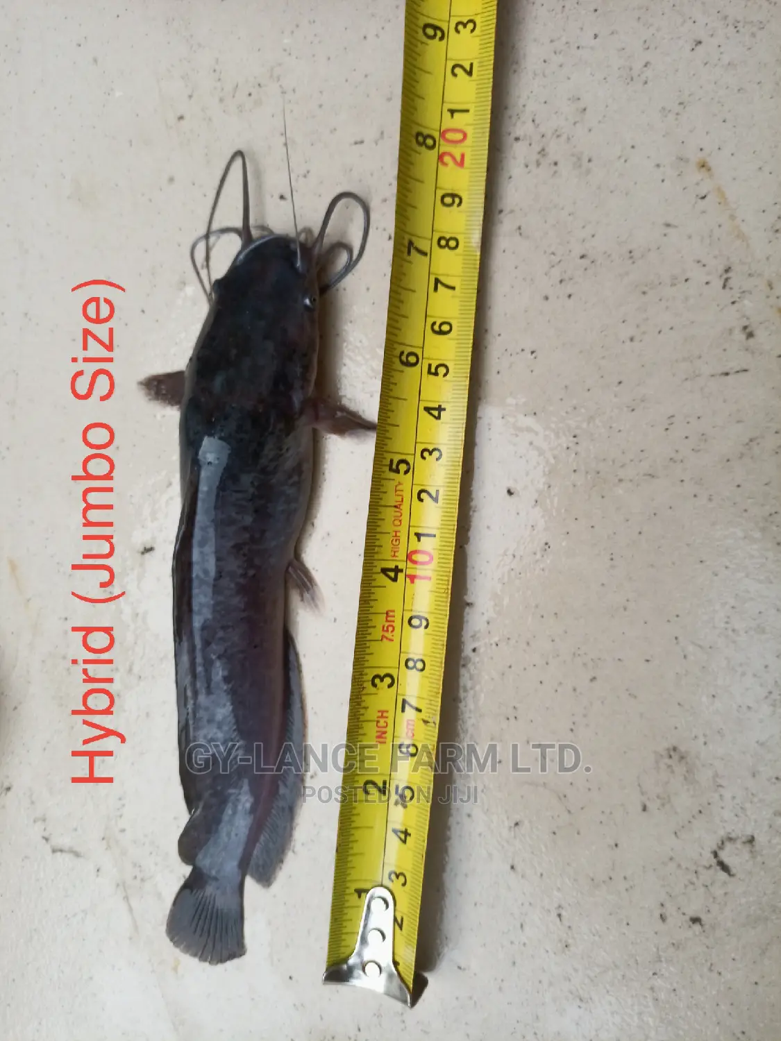 Fast Growing Catfish Jumbo Fingerlings Juveniles Hybrid