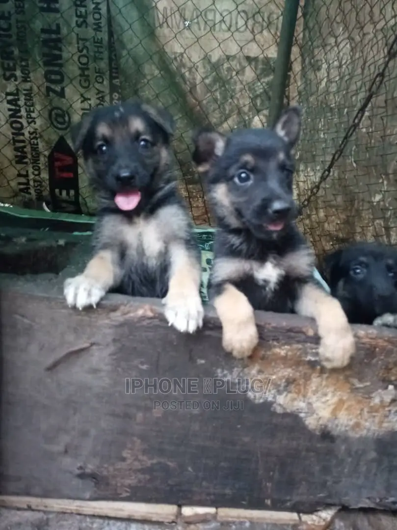 1-3 months Male Purebred German Shepherd