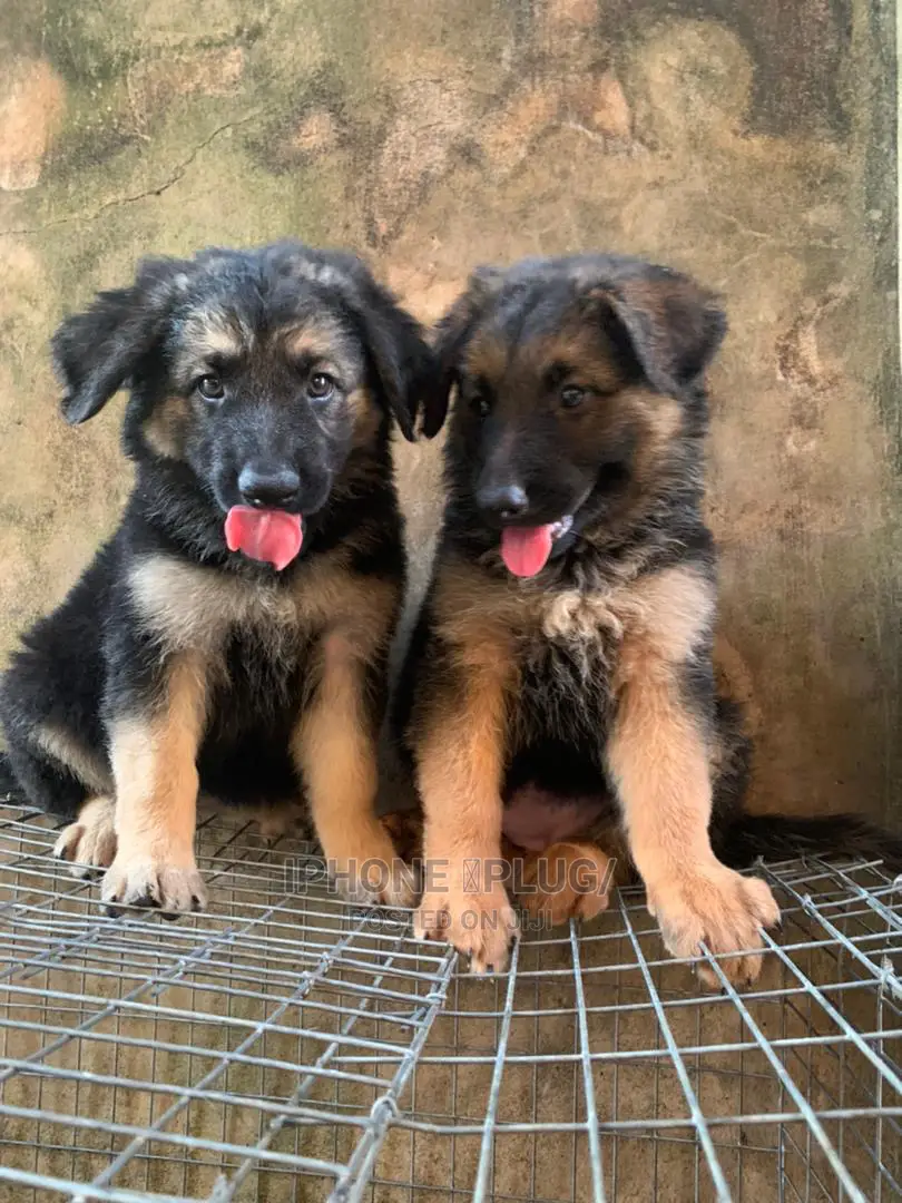 1-3 months Male Purebred German Shepherd