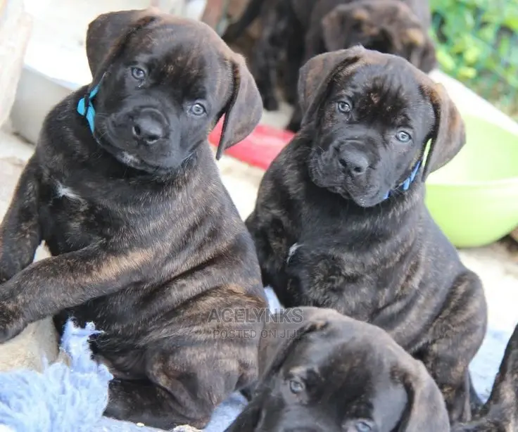 0-1 month Female Purebred Boerboel
