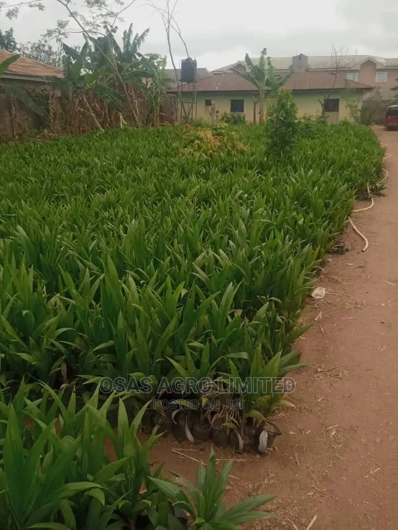 Hybrid Tenera Oilpalm Seedlings