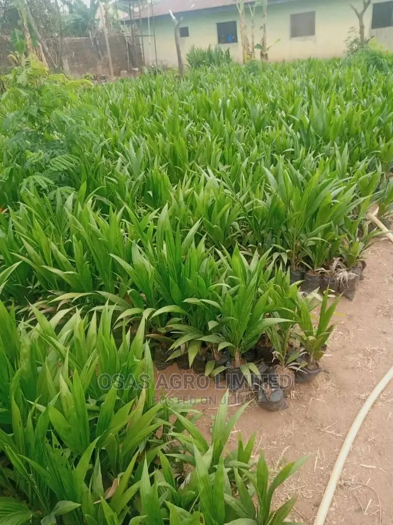 Hybrid Tenera Oilpalm Seedlings