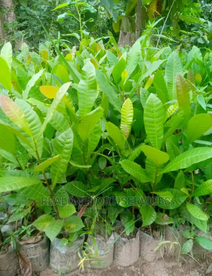 Agriculture (Cultivation) Cashew, Plantain, Pawpaw