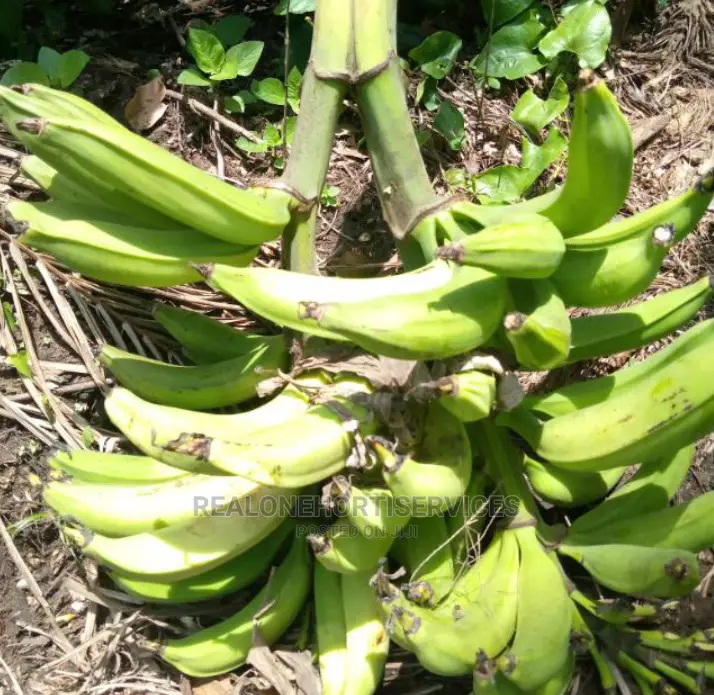 Agriculture (Cultivation) Cashew, Plantain, Pawpaw