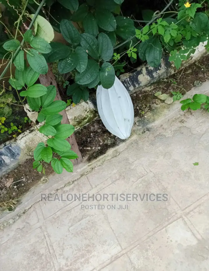 Agriculture (Cultivation) Cashew, Plantain, Pawpaw