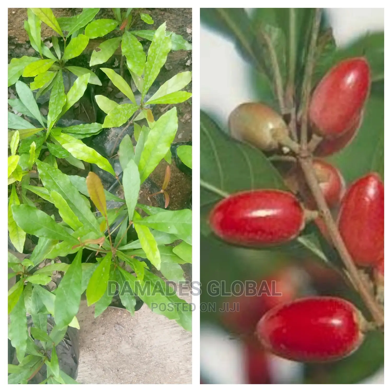 Sweet Berry Seedling (Agbayun)