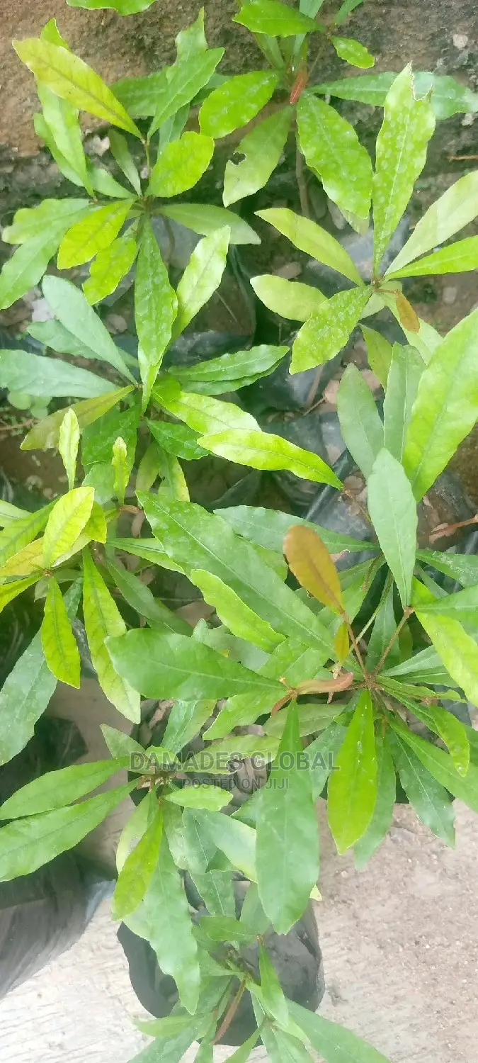 Sweet Berry Seedling (Agbayun)