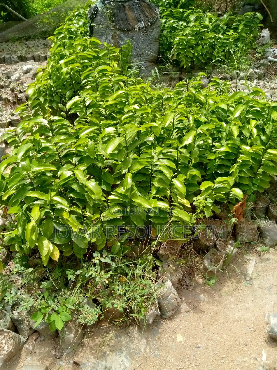 Best Soursop Seedling