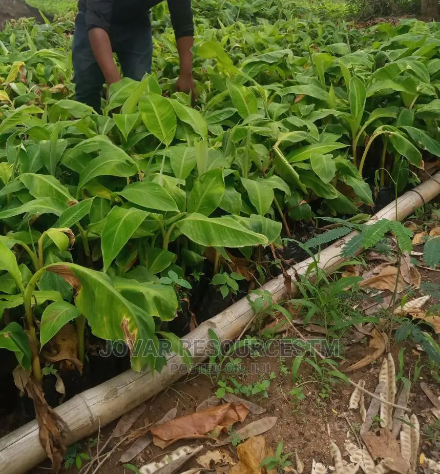 Best Cameroon Elephant Plantain, Cavendish Banana Sucker
