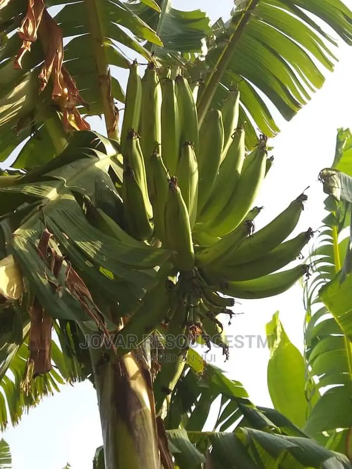 Best Cameroon Elephant Plantain, Cavendish Banana Sucker