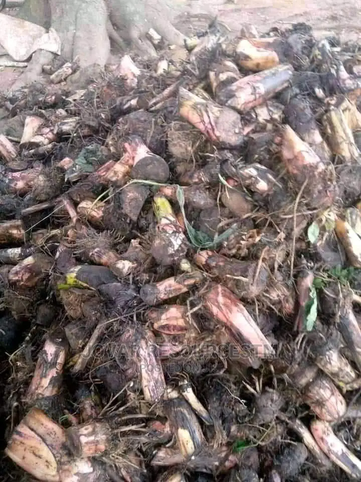 Best Cameroon Elephant Plantain, Cavendish Banana Sucker