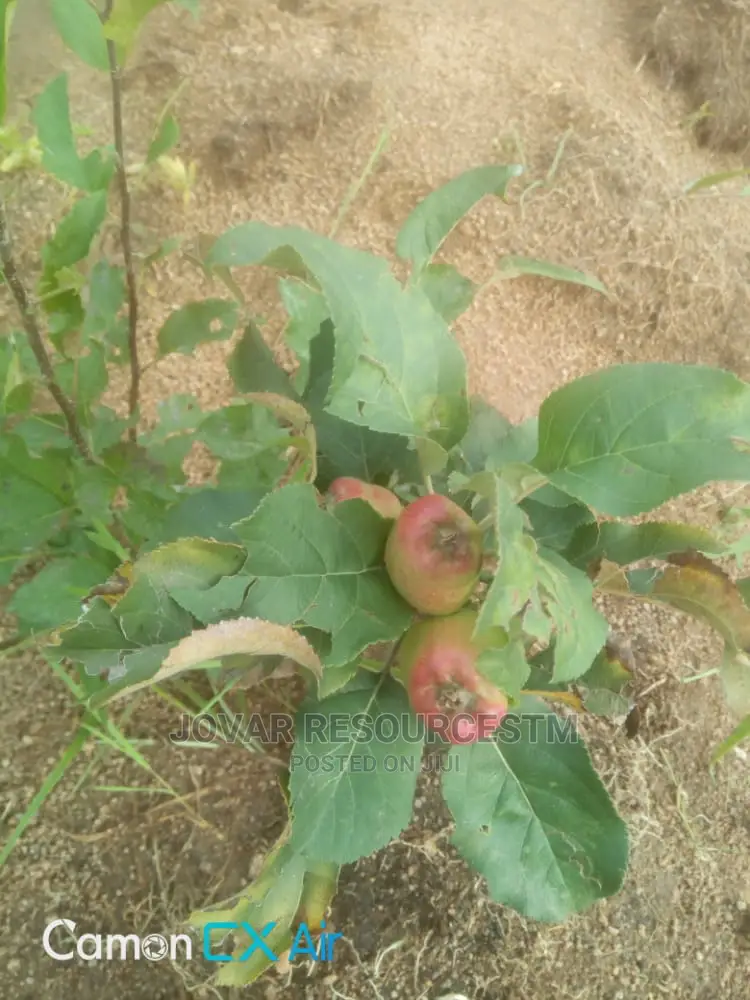 Best Grafted English Foreign Wambugu Apple Seedling