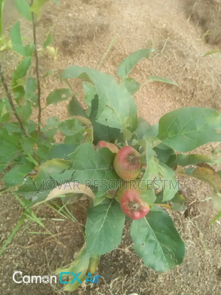 Best Grafted English Foreign Wambugu Apple Seedling