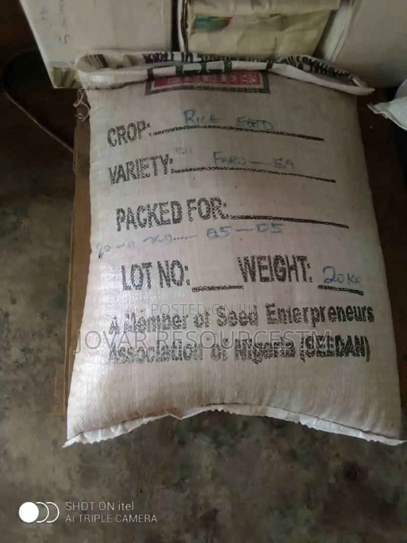 Best Improved Maize Seeds Higher Yield Breeds