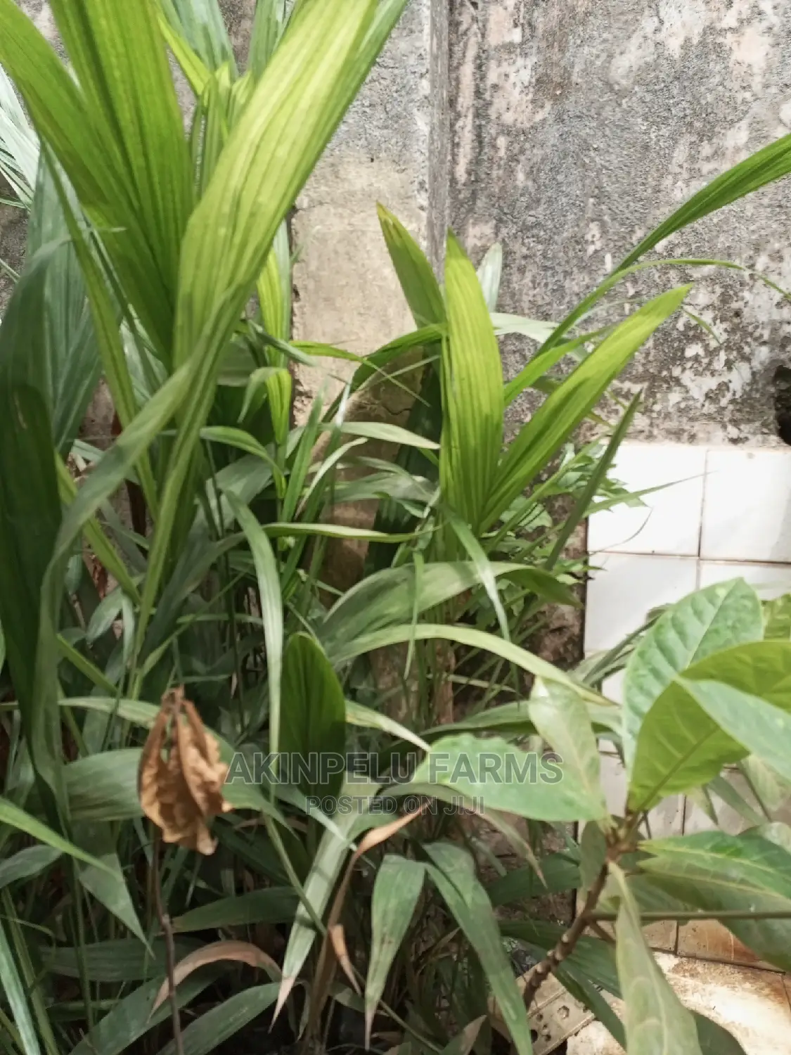 HYBRID TENERA PALM SEEDLINGS-"Grow for Me"