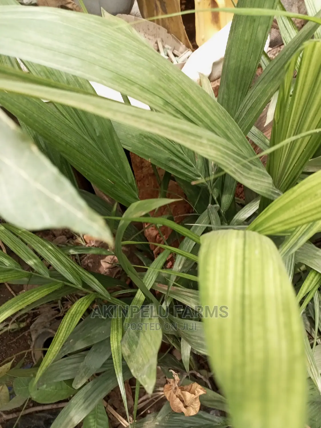 HYBRID TENERA PALM SEEDLINGS-"Grow for Me"