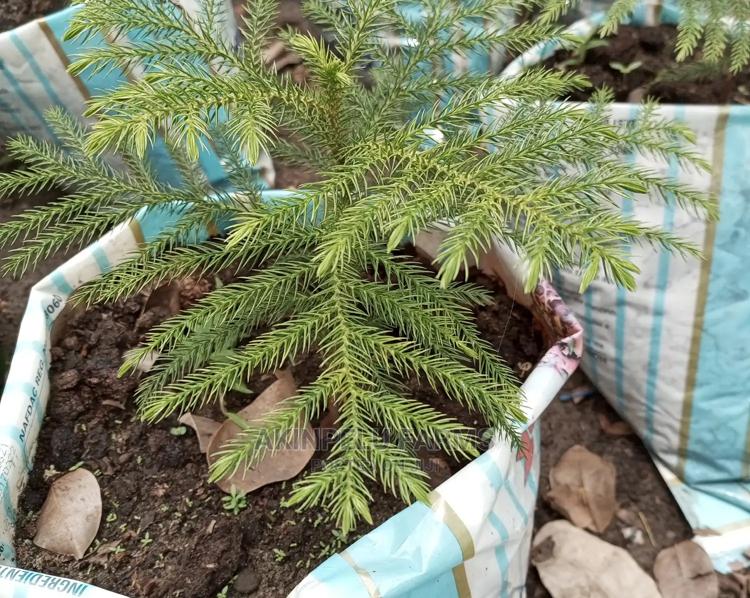 Araukaria Plant