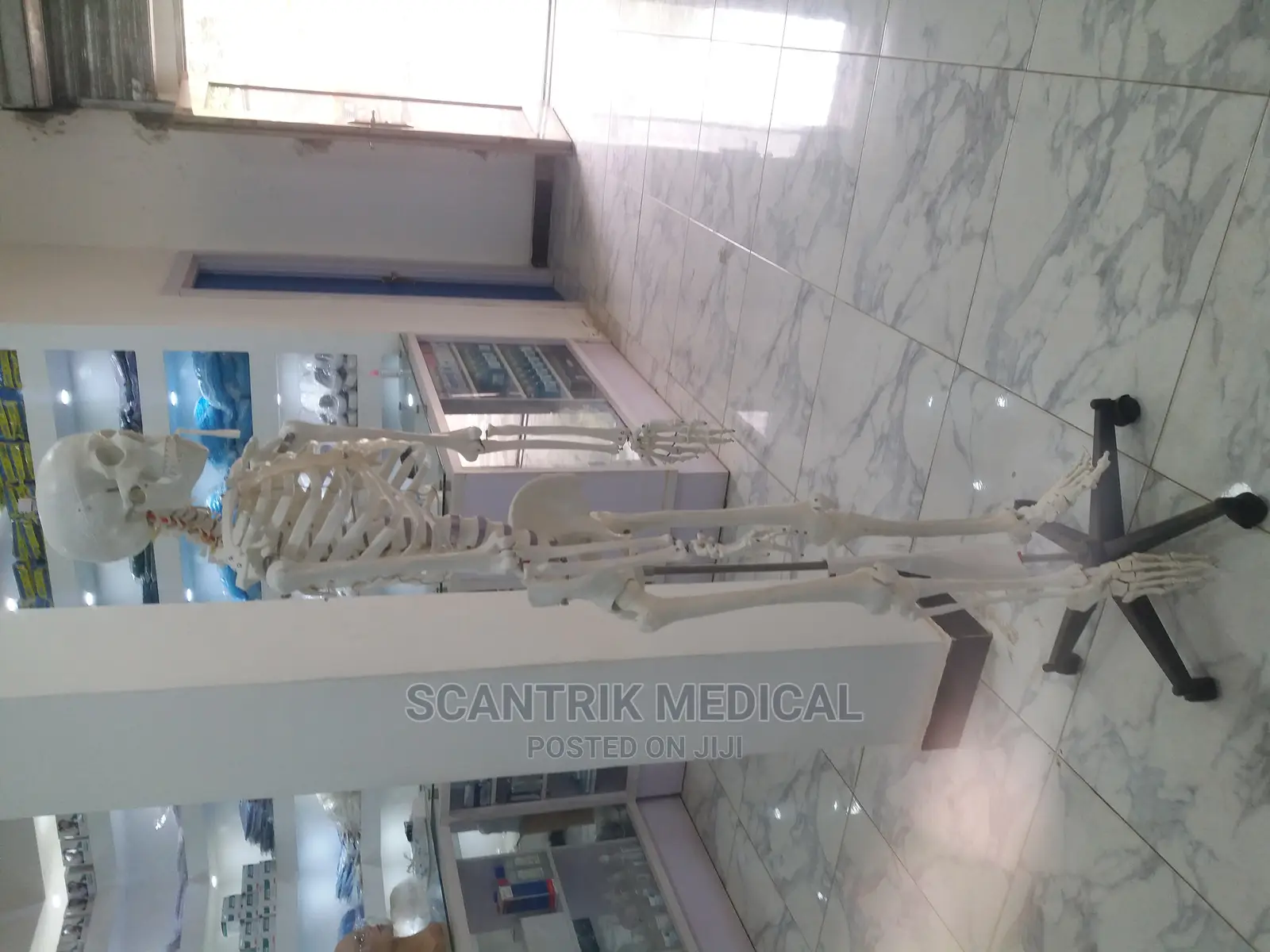Human Skeleton Model (Mounted on a Rolling Stand)
