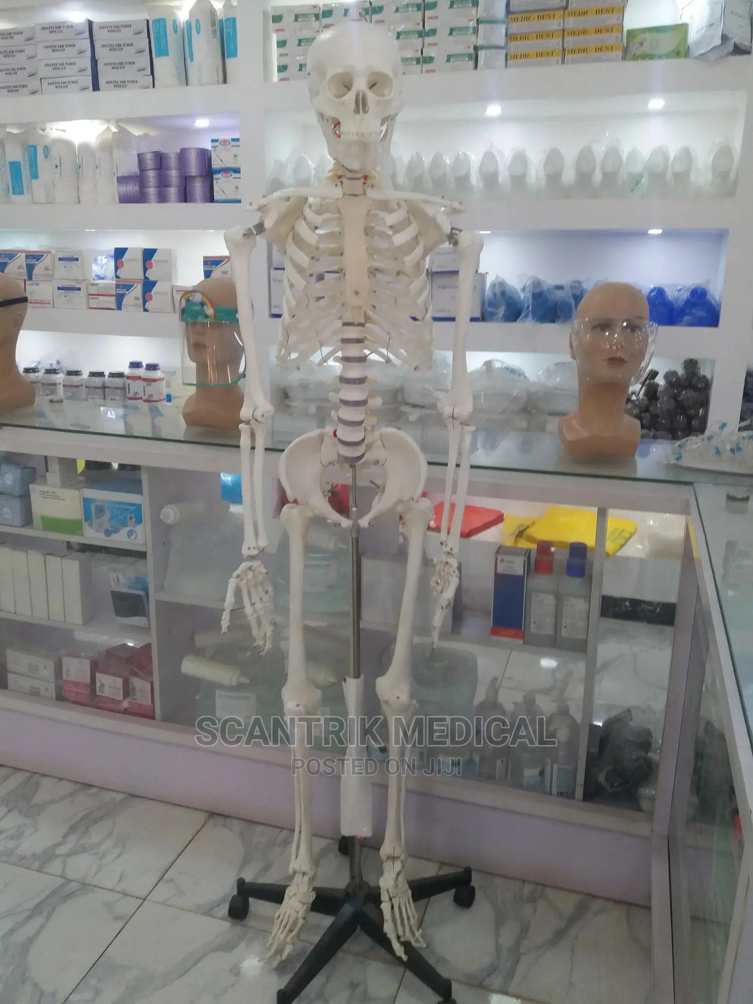Human Skeleton Replica With Removable Calvarium