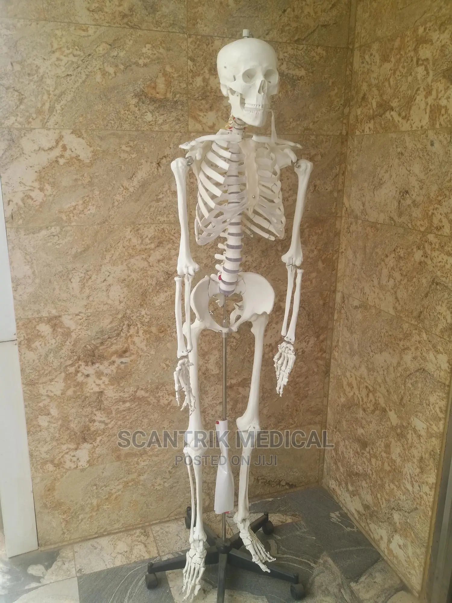 Scantrik Medical Supplies Human Skeleton Labeled Diagram