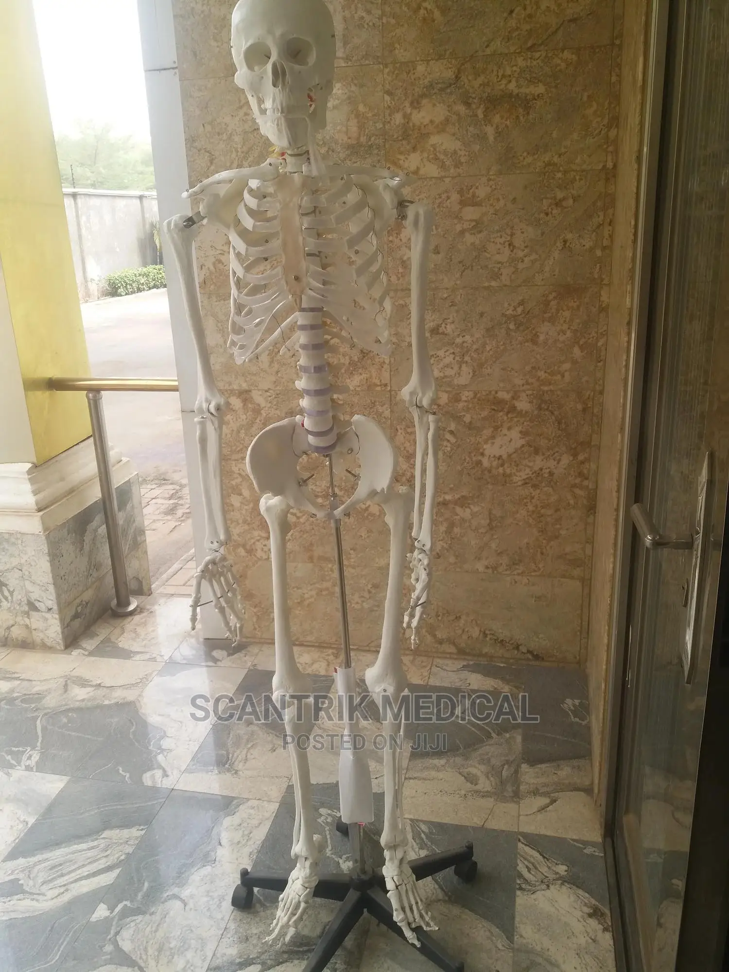 Diagram Human Skeleton Labeled
