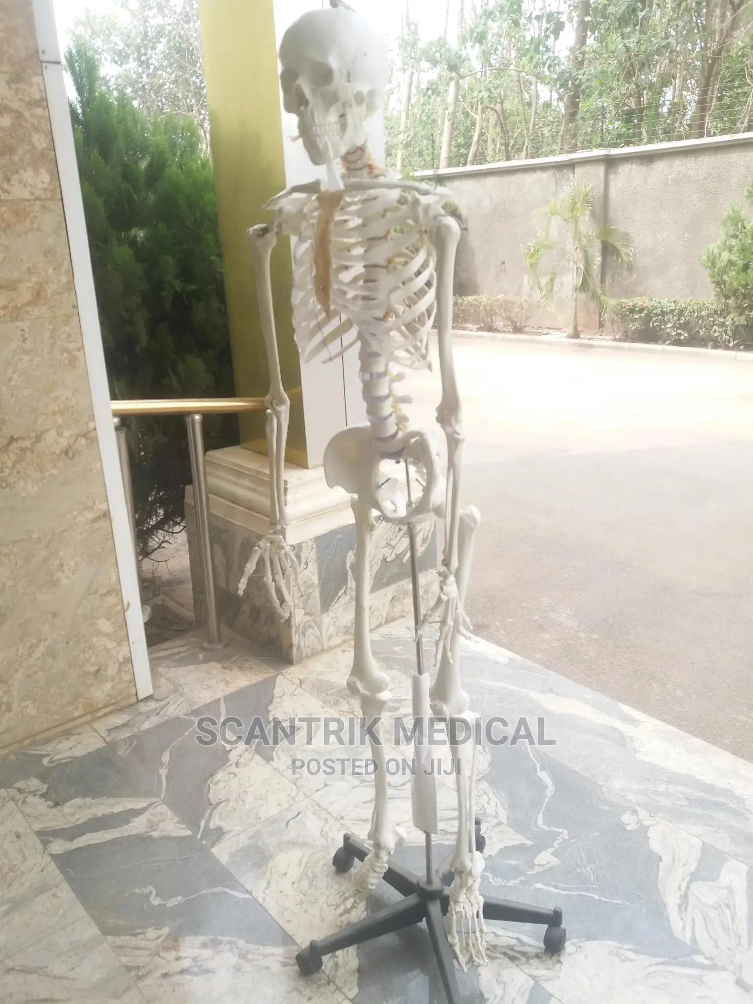White Human Skeletons